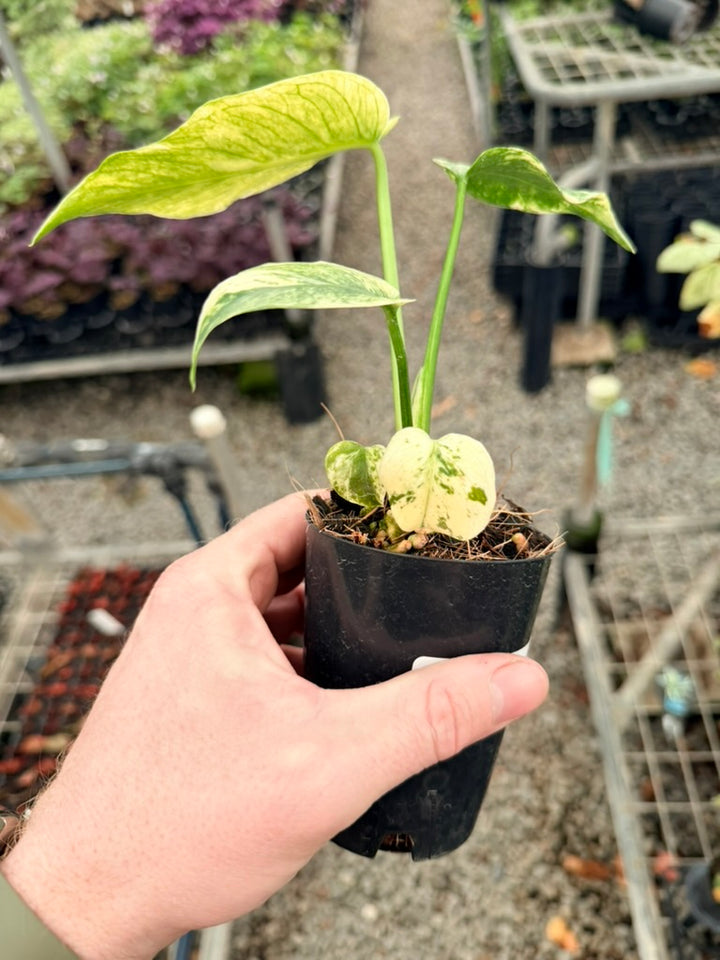 Handpicked #26 - Monstera Deliciosa Mint