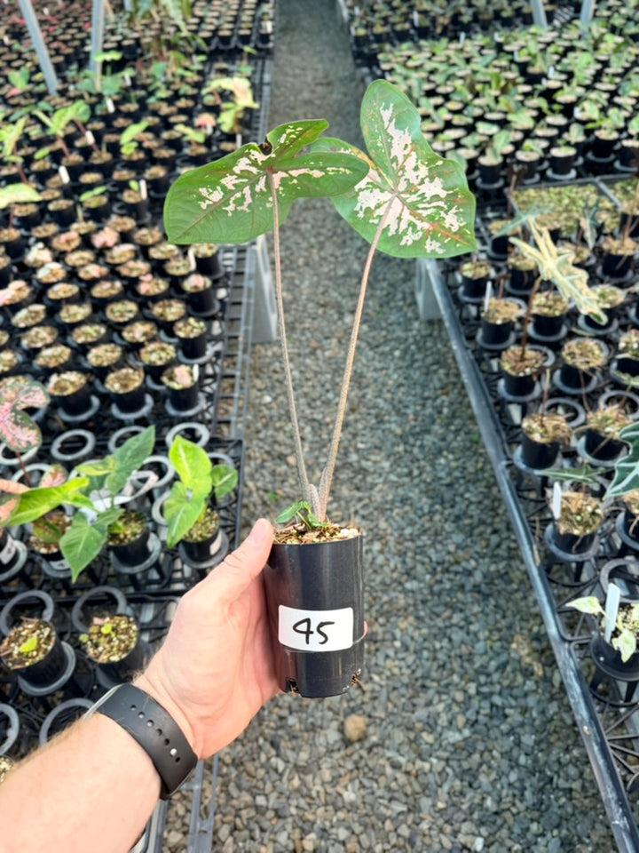 Handpicked #45 - Caladium Bicolor - Apple Blossom