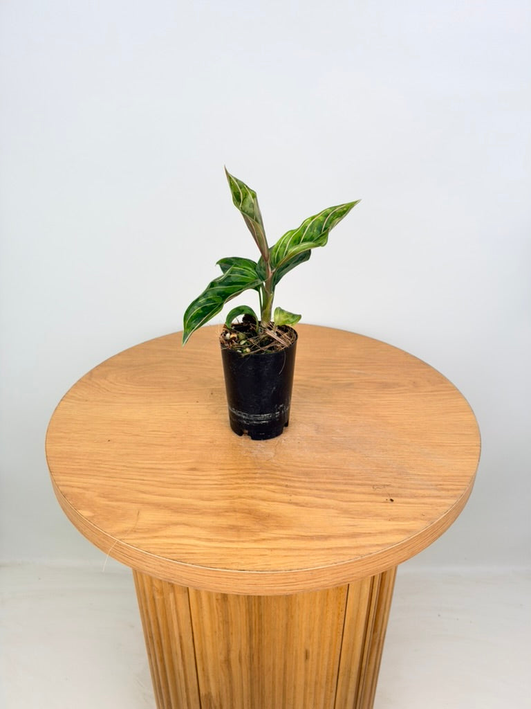 Aglaonema Pictum Tricolour X Aglaonema Rotundum - Red Army