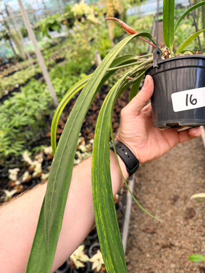Handpicked #16 - Anthurium Vittariifolium Variegata