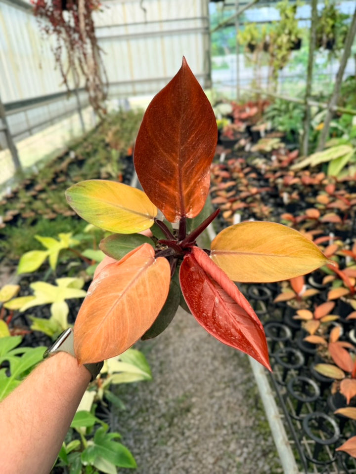 Philodendron Erubescens - Mccolley's Finale