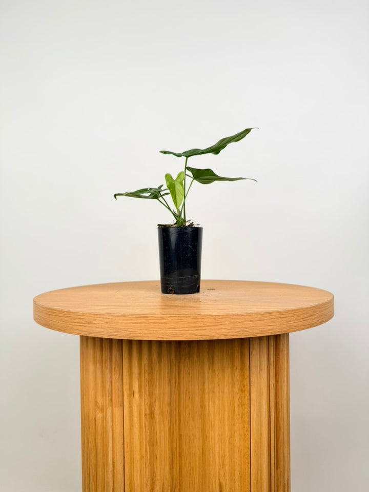 Anthurium Balaoanum