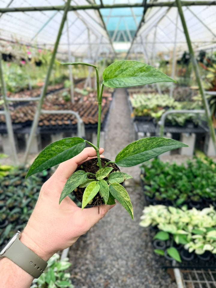 Epipremnum Pinnatum - Mint