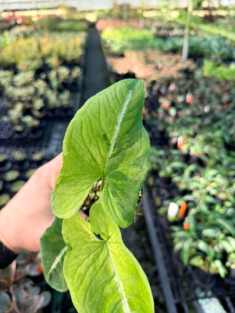 Handpicked #41 - Syngonium Wendlandii - Scrambled Eggs