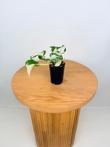 Epipremnum Aureum - Manjula
