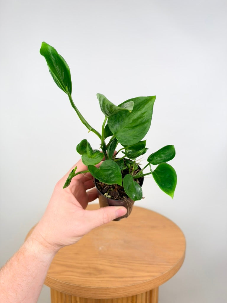 Epipremnum Aureum - Shangri La