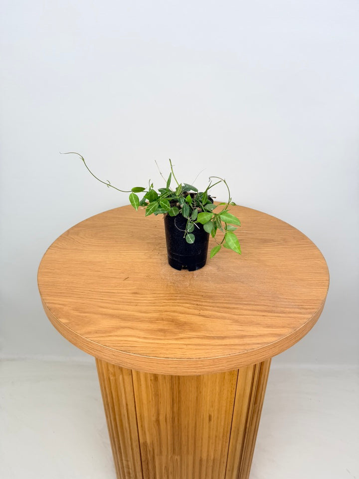 Dischidia Ovata - Round Leaf Form