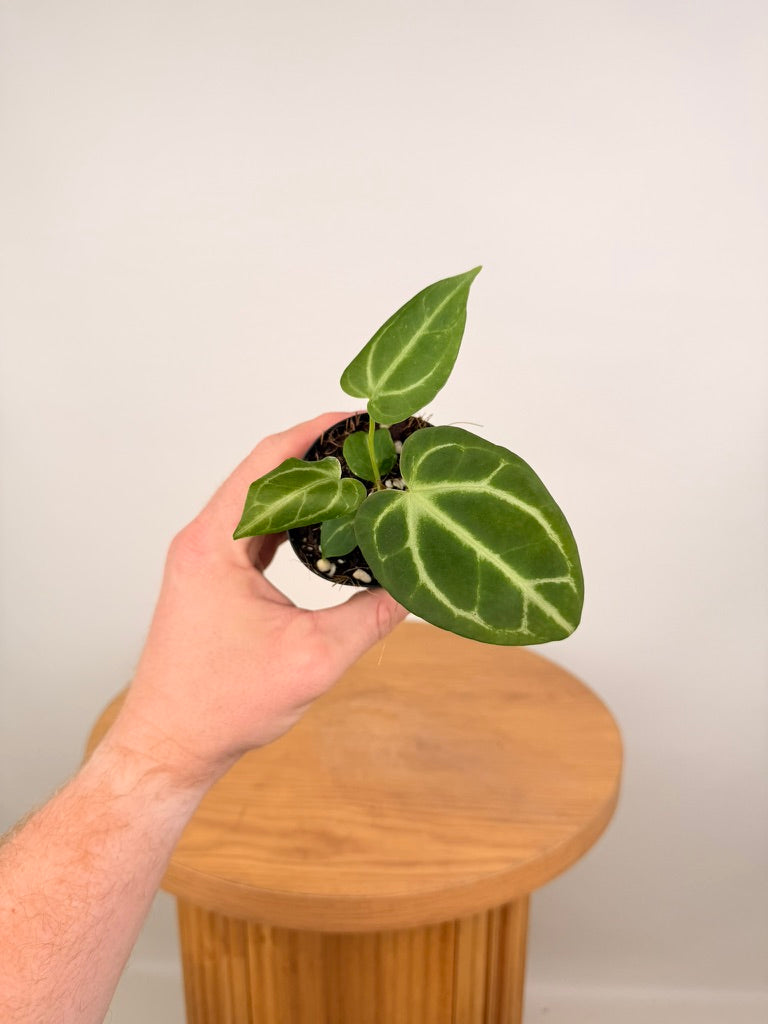 Anthurium Crystallinum X Anthurium NOID