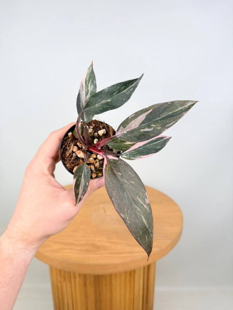 Philodendron Erubescens - Pink Princess Galaxy Marble - Imperfect Foliage