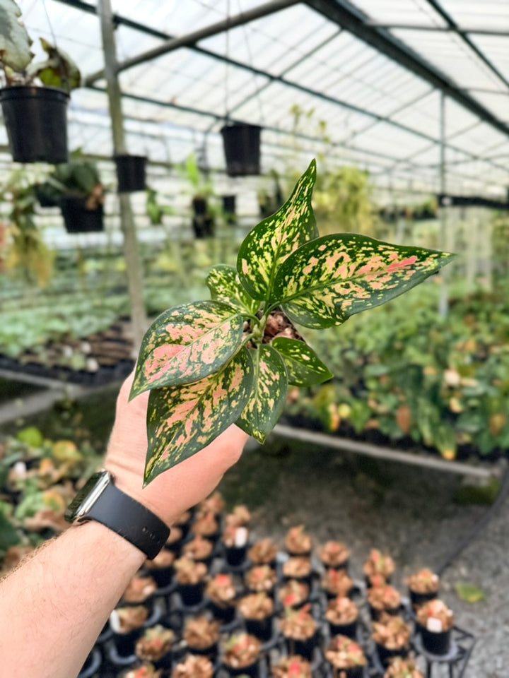 Aglaonema Commutatum - Anyamanee - MINI