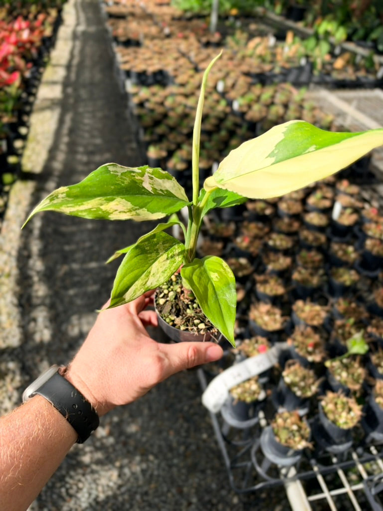 Handpicked #72 - Aglaonema Modestum Variegata