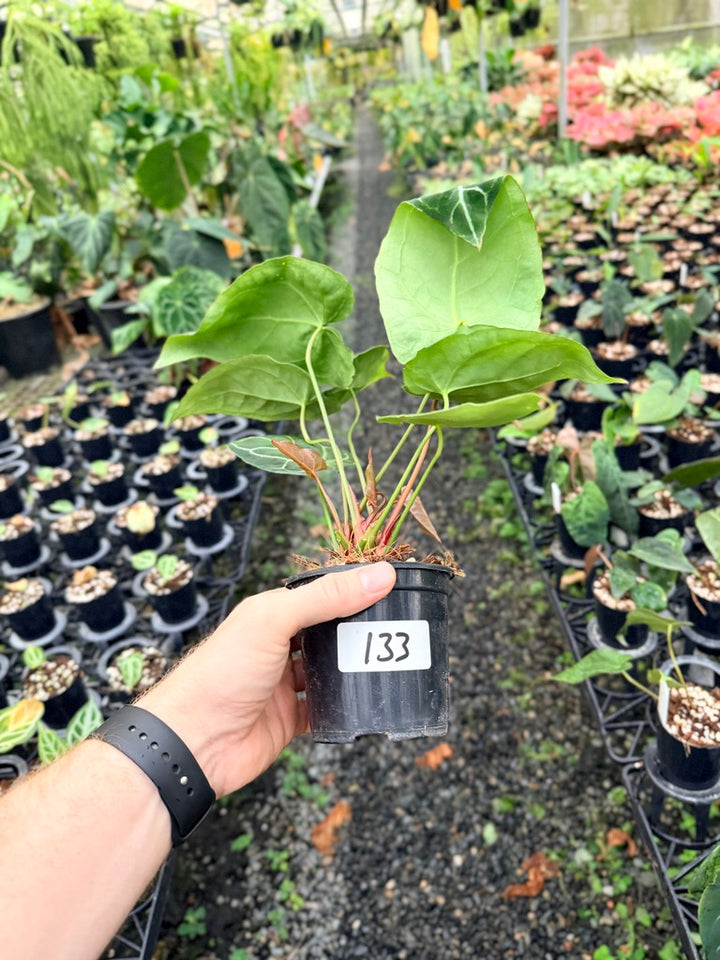 Handpicked #133 - Anthurium Crystallinum - Multi Headed