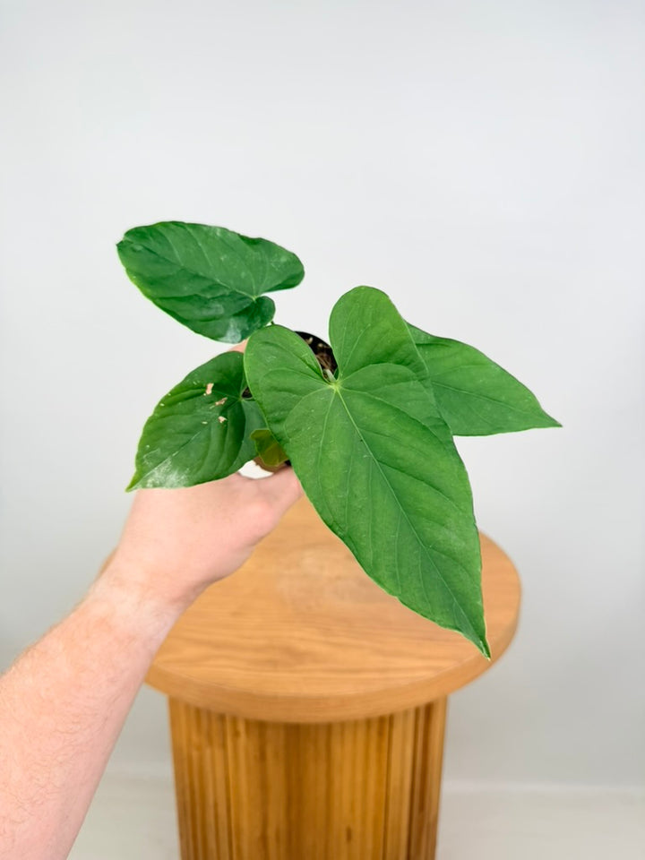 Anthurium Balaoanum