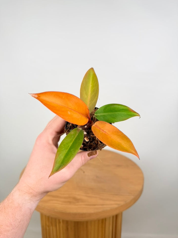Philodendron Erubescens - Prince of Orange
