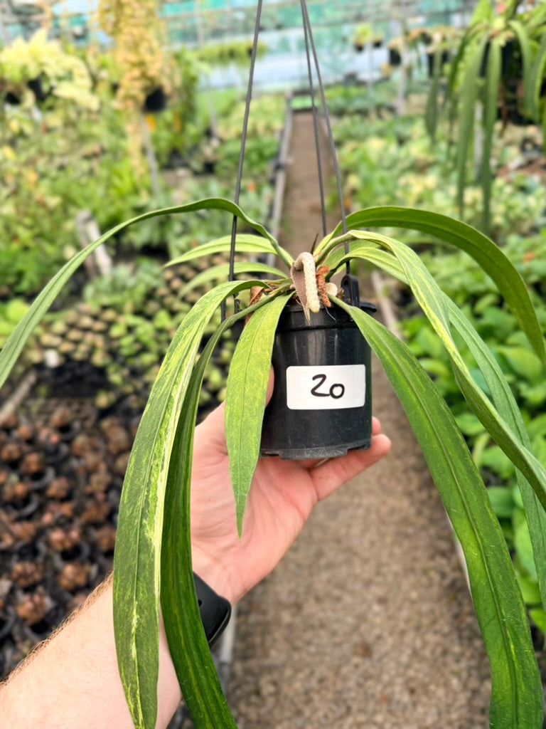 Handpicked #20 - Anthurium Vittariifolium Variegata