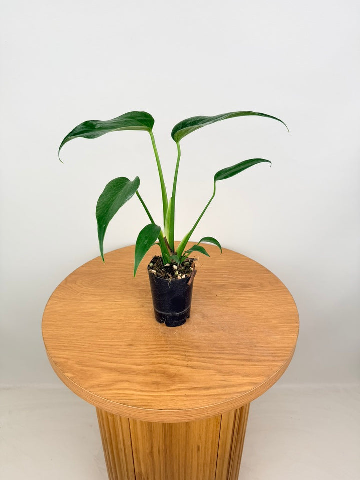 Monstera Burle Marx Flame