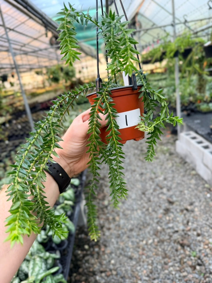 Handpicked #1 - Phlegmariurus Phlegmarioides X Phlegmariurus Ledermannii - Tassel Fern