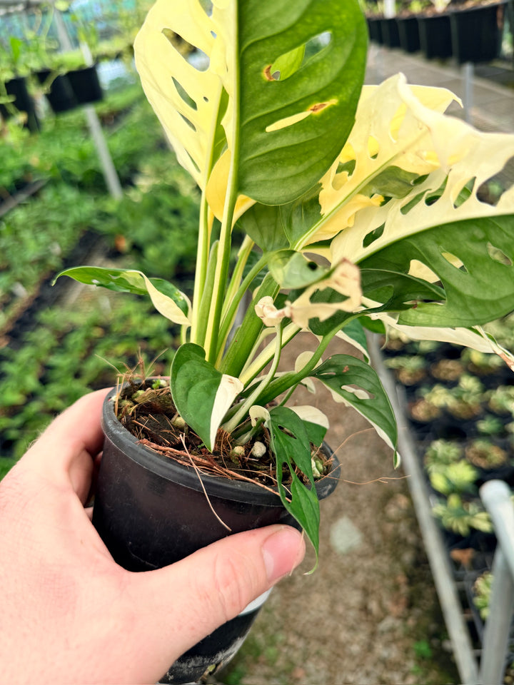 Handpicked #129 - Monstera Adansonii - Monkey Mask - Variegated Albo - Double Planted