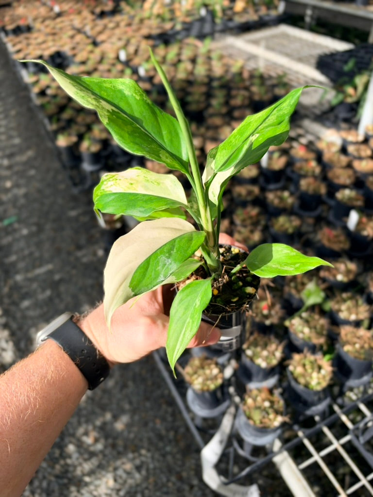 Handpicked #75 -Aglaonema Modestum Variegata