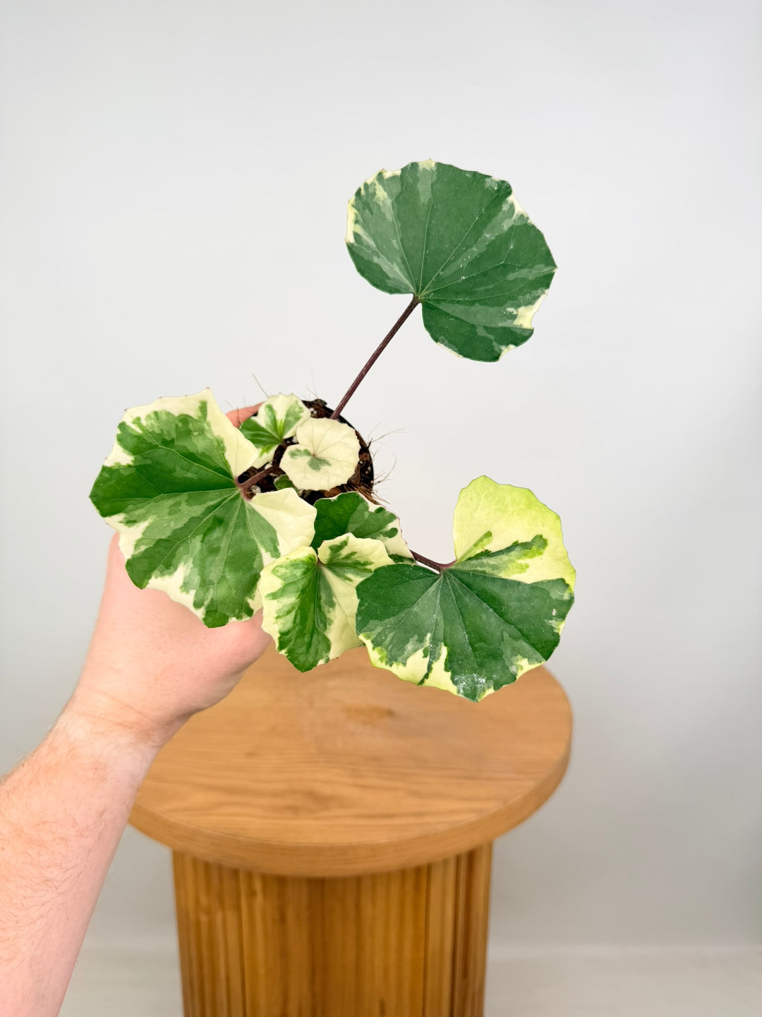 Farfugium Japonicum - Argenteum Variegata