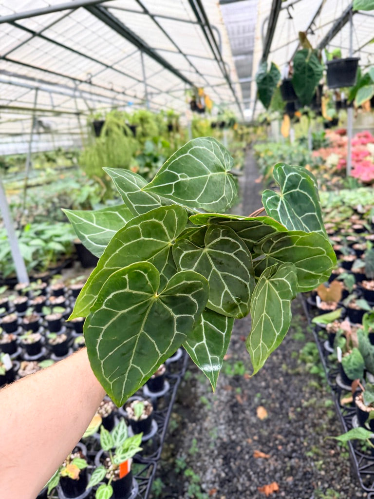 Handpicked #131 - Anthurium Crystallinum - Multi Headed