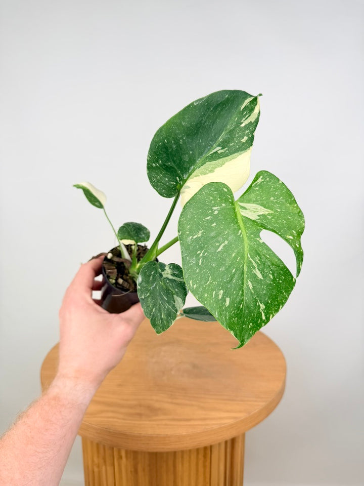 Monstera Deliciosa - Thai Constellation - Random Selection - Imperfect Foliage