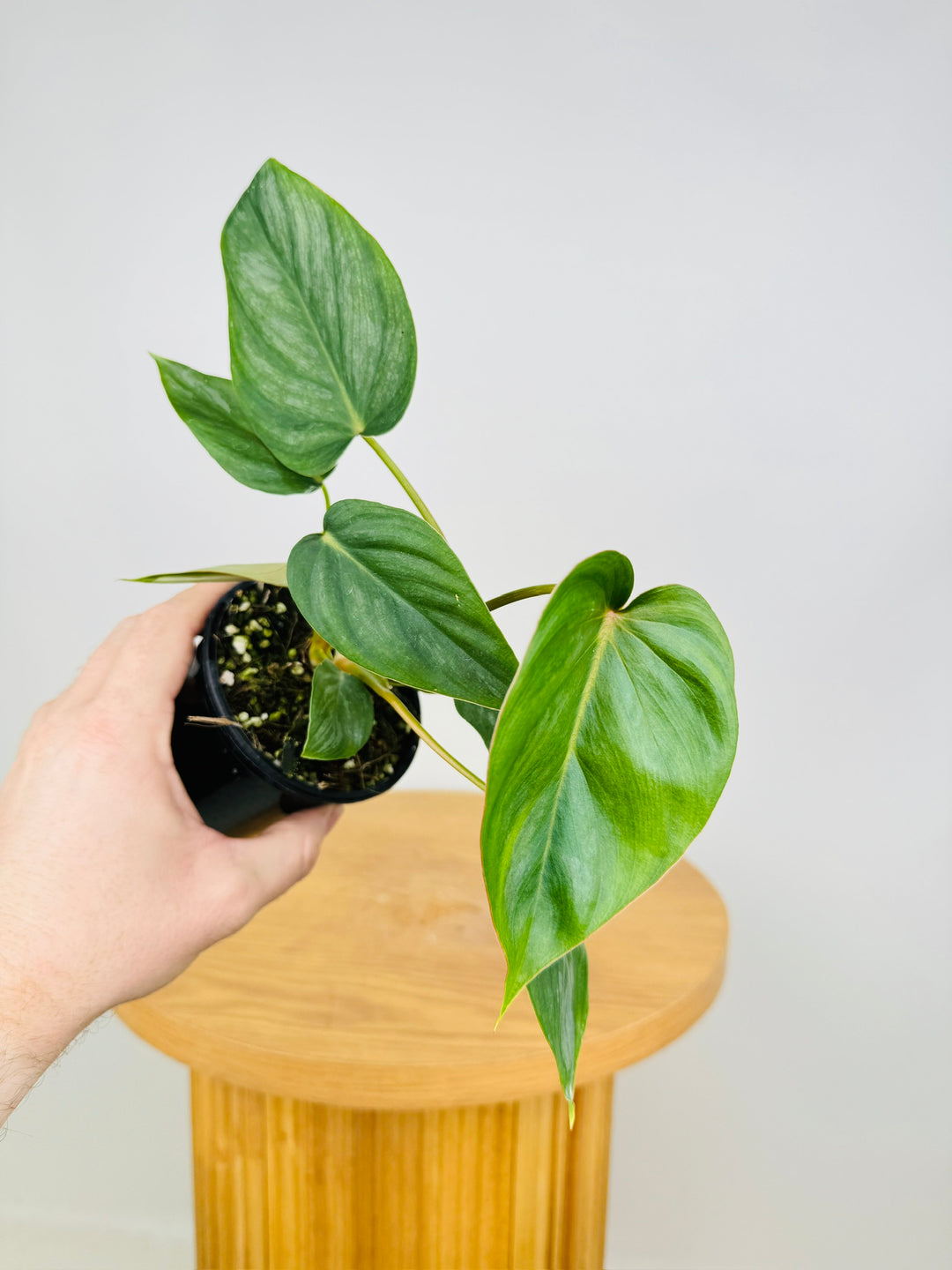 pasta philodendron Philodendron Pastazanum Silver | Uprooted