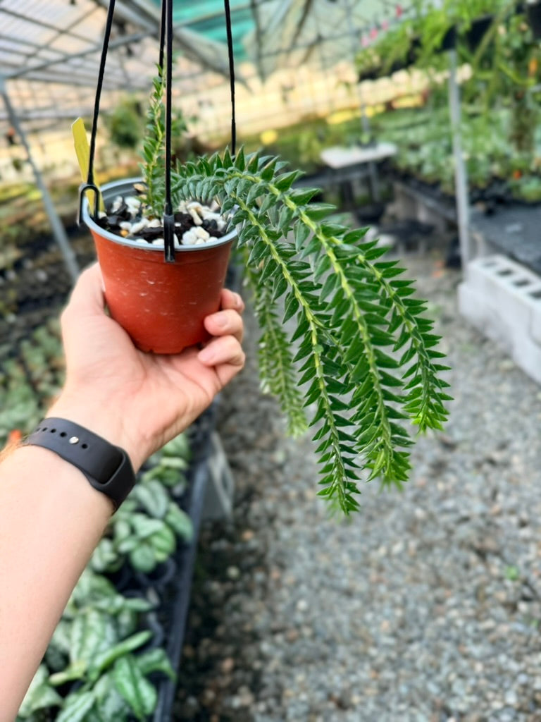 Handpicked #3 - Phlegmariurus Phlegmarioides X Phlegmariurus Ledermannii - Tassel Fern