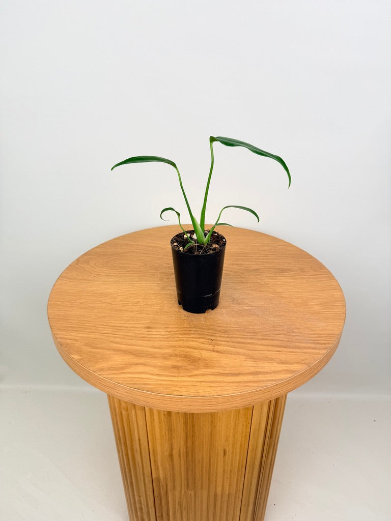 Monstera Burle Marx Flame