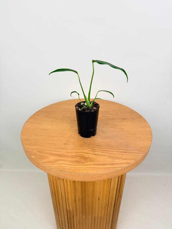 Monstera Burle Marx Flame