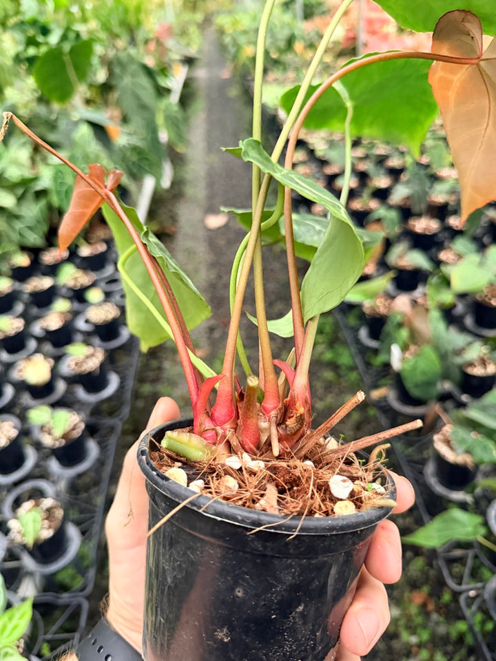 Handpicked #140 - Anthurium Crystallinum - Multi Headed