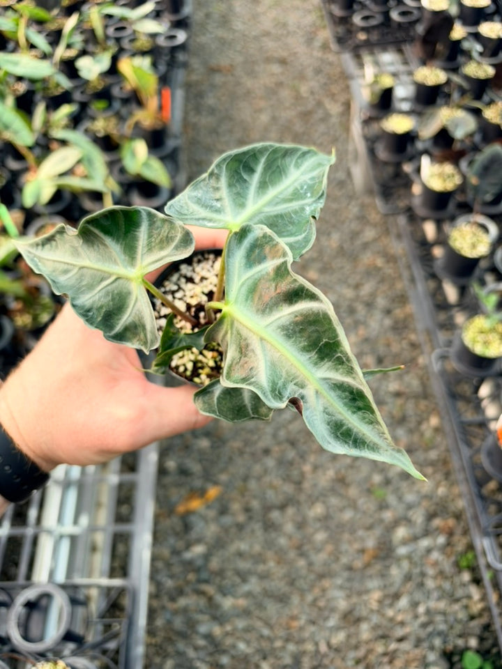 Handpicked #83 - Alocasia Loco