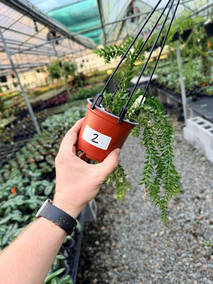 Handpicked #2 - Phlegmariurus Phlegmarioides X Phlegmariurus Ledermannii - Tassel Fern