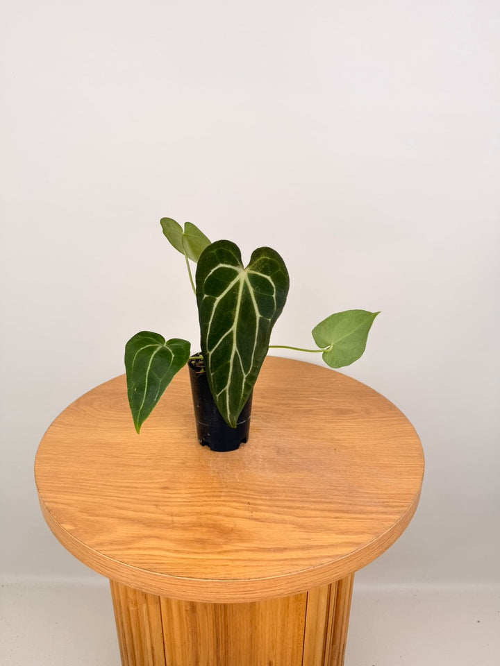 Anthurium Crystallinum X Anthurium NOID