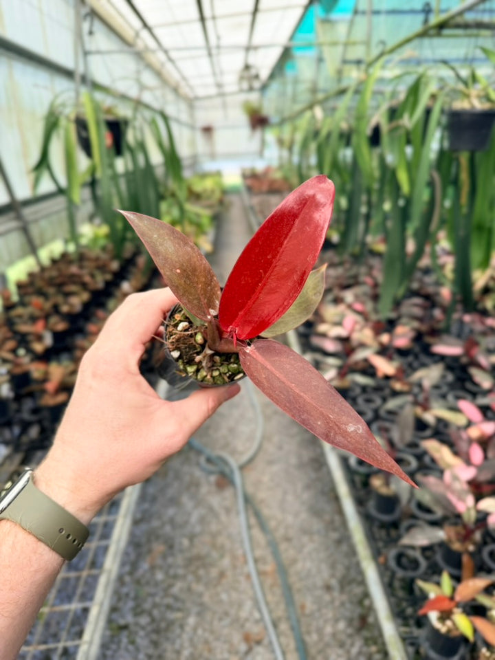 Philodendron Erubescens - Sun Red