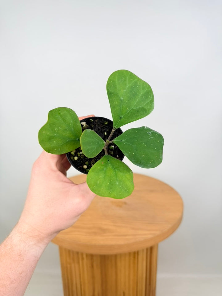 Ficus Deltoidea