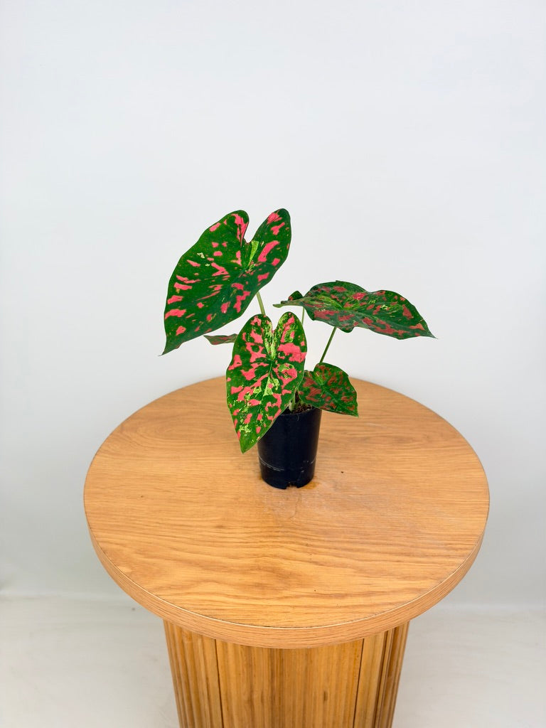 Caladium Bicolor - Raspberry Moon