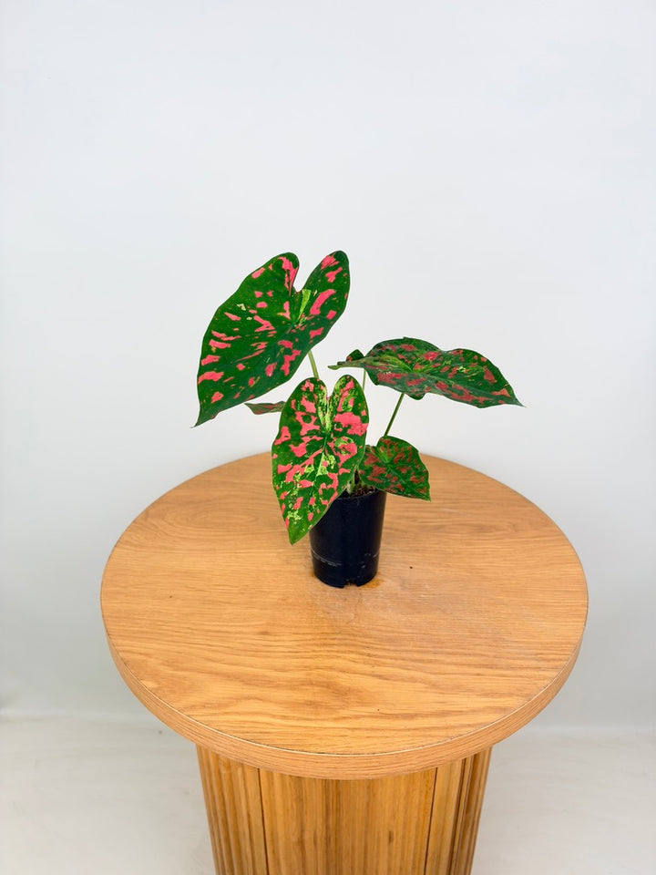 Caladium Bicolor - Raspberry Moon