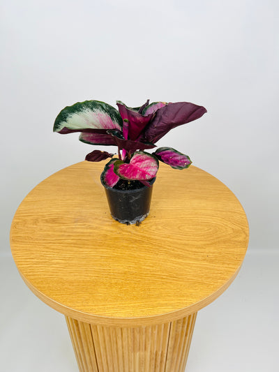 Goeppertia Roseopicta - Rosy