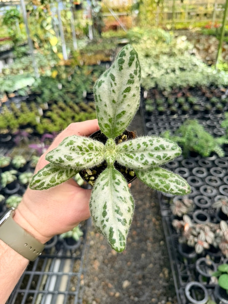 Primulina Dryas