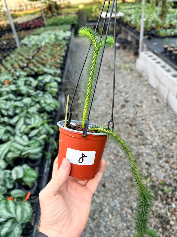Handpicked #8 - Phlegmariurus squarrosus [Huperzia Squarrosa] - Thailand Large Rock Tassel Fern