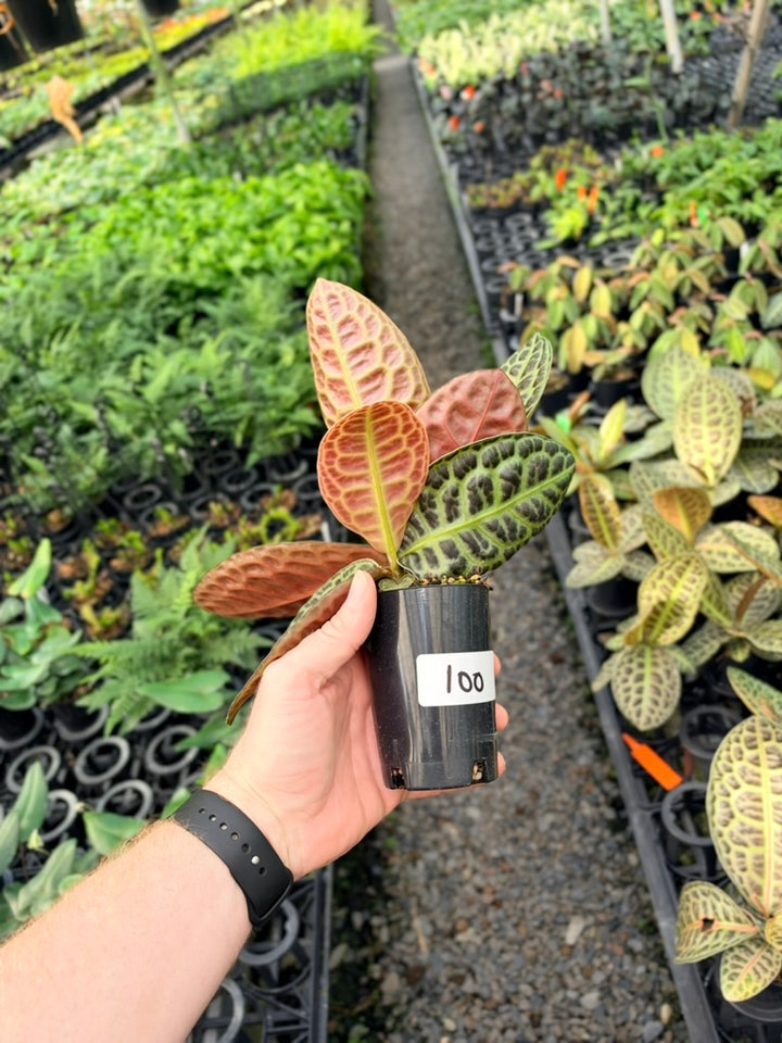 Handpicked #100 - Labisia Beccarii - Turtleback