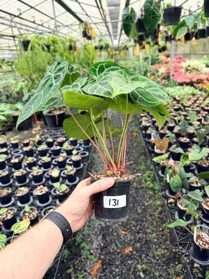 Handpicked #131 - Anthurium Crystallinum - Multi Headed