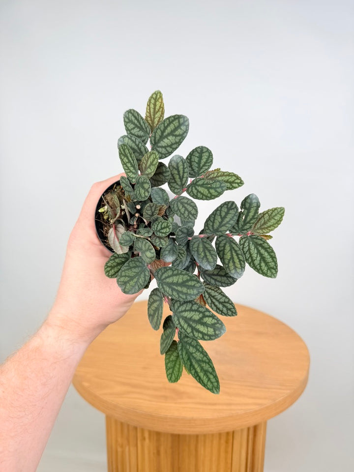 Pellionia Repens Var. Pulchra