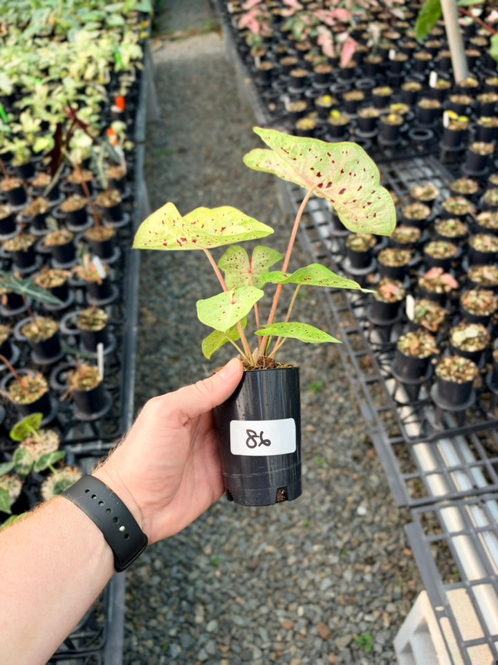 Handpicked #86 - Caladium Bicolor - Miss Muffet