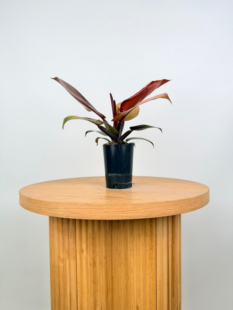 Philodendron Erubescens - Mccolley's Finale