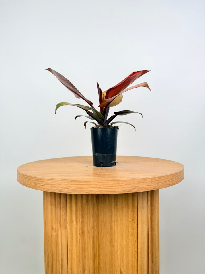 Philodendron Erubescens - Mccolley's Finale