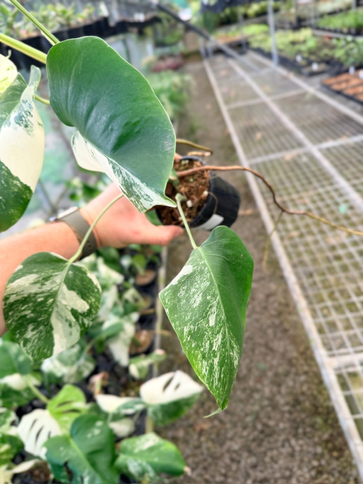 Handpicked #131 - Monstera Deliciosa Borsigiana Variegated Albo