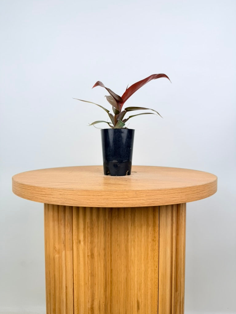 Philodendron Erubescens - Sun Red