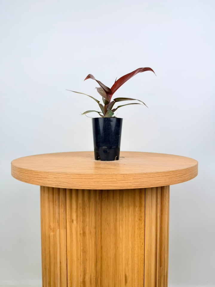 Philodendron Erubescens - Sun Red